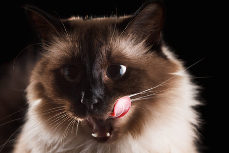 Beautiful balinese cat portrait with blue eyes isolated on black close upの写真素材