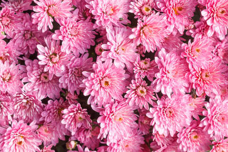 Background abstract chrysanthemum pink flowers spring patternの写真素材