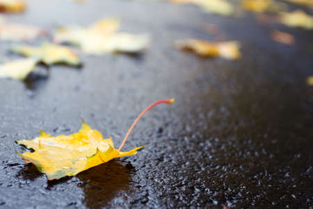 Autumn leaves on the wet from the rain pavement or roadの写真素材