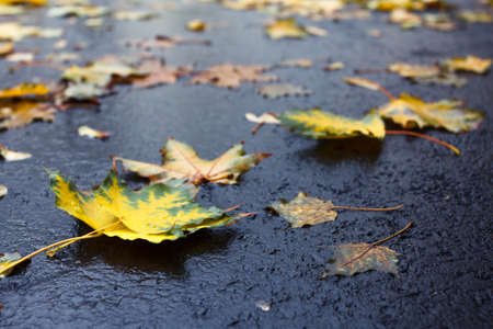 Autumn leaves on the wet from the rain pavement or roadの写真素材