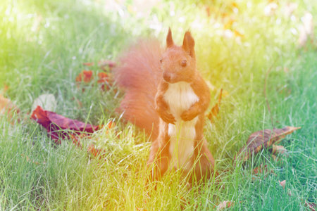 squirrel in grass in park in autumn close upの写真素材