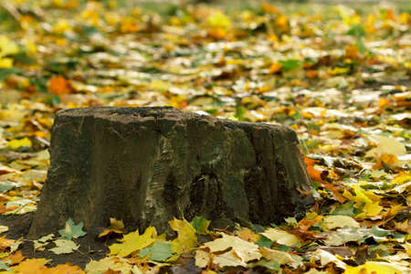 Old close-up stump and autumn colorful colorful maple leaves in the park.の写真素材
