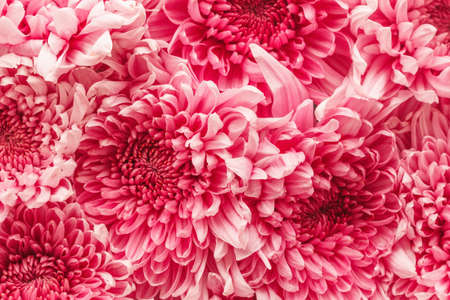 Background texture abstract chrysanthemum pink flowers spring patternの写真素材