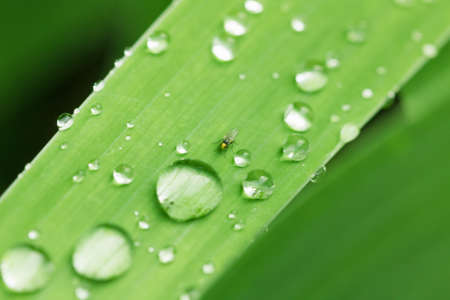 Water dew drops after rain on leaf macro. Fresh green floral abstract background.の写真素材