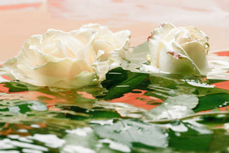 Beautiful fresh rose with drops on the petals and reflection in the water backgroundの写真素材