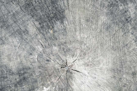 Wood texture with natural patterns and rings from a large tree stump. Background with empty space.の写真素材
