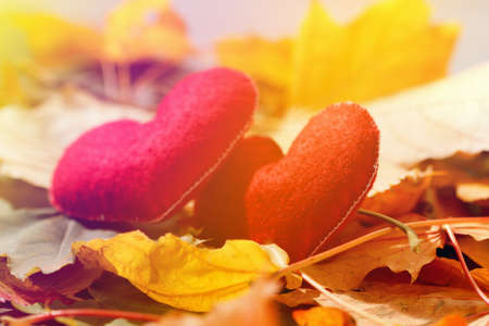 Valentines day background abstract symbol. Two heart in leaves. Concept of loveの写真素材