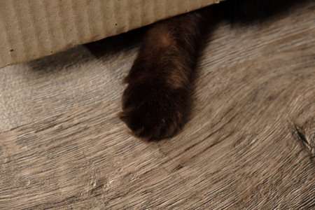 Funny cat paw under box cute little