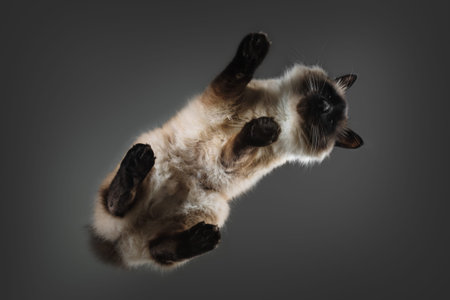 Beautiful blue eyed balinese cat on glass table from below.の写真素材