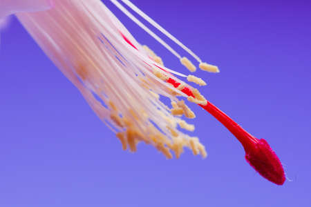 Popular house plants. Blooming pink Christmas cactus schlumbergera white pot on light purple background. Thanksgiving , crab cactus and holiday cactus.の写真素材