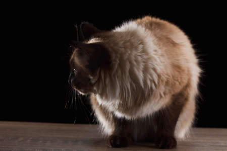 Beautiful balinese cat portrait with blue eyes isolated on black close upの写真素材