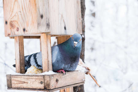 Birdhouse covered with snow in a winter cold forest and a pigeon birdの写真素材