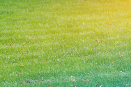 Sun Shine toning green meadow grass in the morningの写真素材