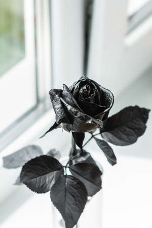 black rose on a black background close upの写真素材