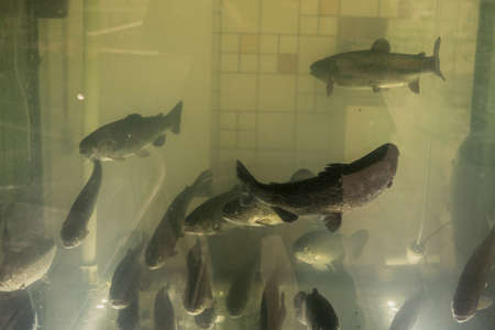 Alive sturgeon in the market aquarium close upの写真素材