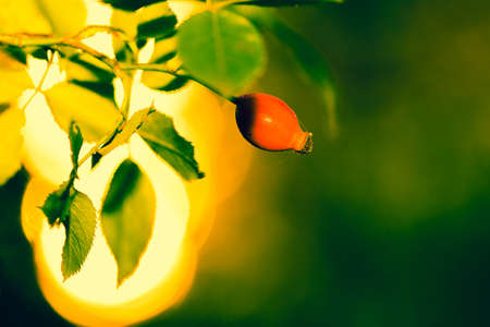 Sun beams and green leaves with wild rose berry summer sunlightの写真素材