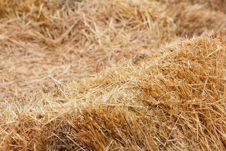 Bricks of fresh hay on a manege for horse dressage