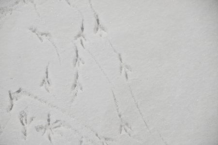 snow with birds traces. Winter ground texture with footprints. Abstract white background.
