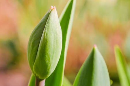 Green Tulip bud growing abstract background. Nature awakening, first flowers, thaw, looking for spring conceptの写真素材