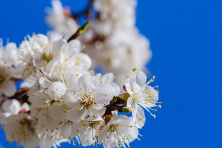 Blooming flowers apricot branch in spring garden against blue skyの写真素材