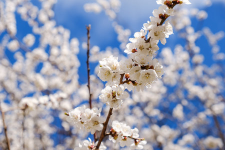 Blooming flowers apricot branch in spring garden against blue sky
