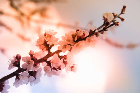 Blooming flowers apricot branch in spring garden against blue skyの写真素材