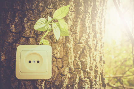 Green energy concept. Electrical power socket outlet in tree trunk.の写真素材