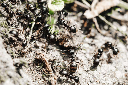 Big ants inside the nest, ant workers in colony, macro close upの写真素材