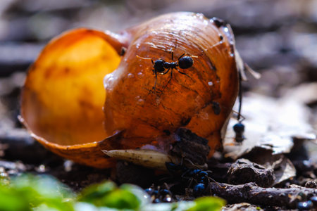 Big ants eat prey by snail in colony, macro close up
