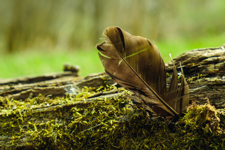 Feather of bird is stuck in bark of tree. Lightweight Conceptの写真素材