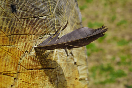 Feather of bird is stuck in bark of tree. Lightweight Concept