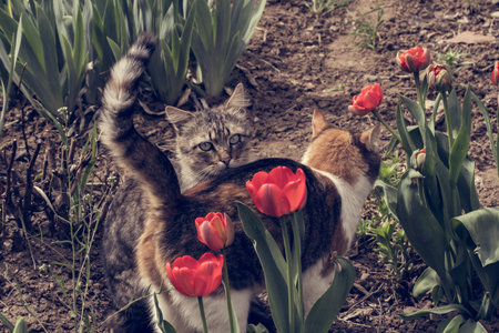 adorable cat is playing in the yard with tulips