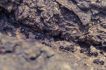 Big ants inside the nest, ant workers in colony, macro close upの写真素材