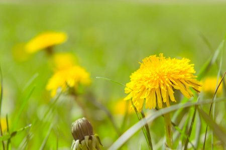 Yellow dandelions. Bright flowers dandelions on background of green spring meadows field.の写真素材