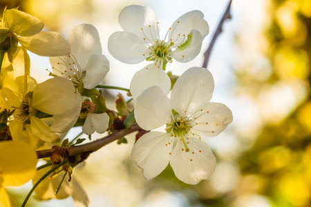 White cherry blossoms in spring sun with blue sky background