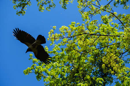 black crow flying near the green branch of tree against blue skyの写真素材