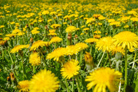 Yellow dandelions. Bright flowers dandelions on background of green spring meadows field.の写真素材