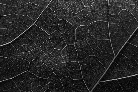 Green leaves background. Leaf abstract close up texture, black and whiteの写真素材