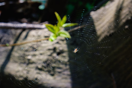 The spider web cobweb closeup background macro.