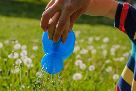 hand sprinkles grass from the watering can and sprouts of dandelions in the garden or park, on a...