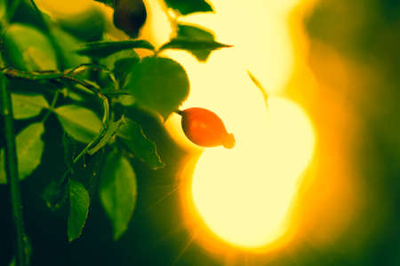 Sun beams and green leaves with wild rose berry summer sunlightの写真素材