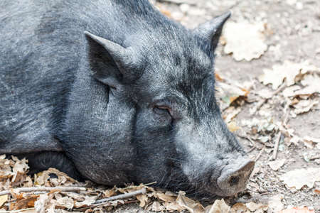 image mammal pet pig in a black enclosure faceの写真素材