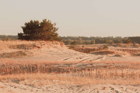Steppe autumn landscape in. A small hill, trees and sand.の写真素材