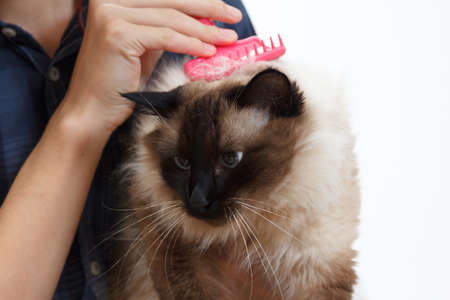 Caring for cat fur. Hand combing by comb fluffy cat. Taking balinese care of domestic pet.の写真素材