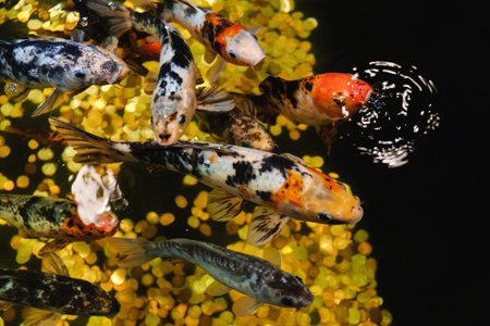 Koi Carp, Japanese big fish, underwater in garden. Animal aquatic background