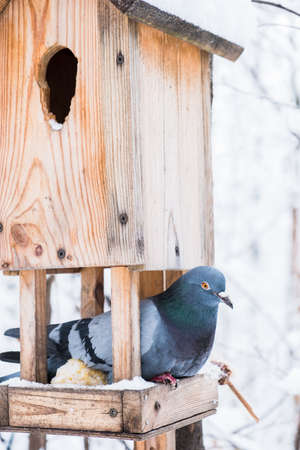 Birdhouse covered with snow in a winter cold forest and a pigeon birdの写真素材
