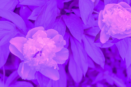 Trendy background color ultra violet peony flower concept of the year. Ultraviolet abstract...