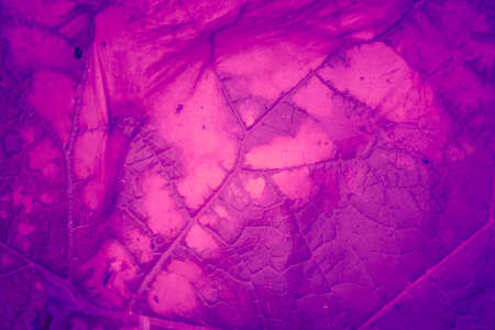 Trendy background color ultra violet leaf concept of the year. Ultraviolet abstract backdrop.の写真素材