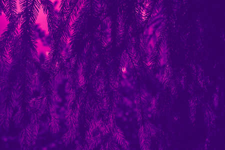 Trendy background color ultra violet pine branch concept of the year. Ultraviolet abstract backdrop.の写真素材