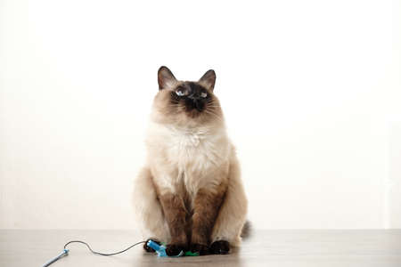 Cute Balinese cat playing with toy on white backgroundの写真素材
